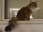 Maincoon katten, Dieren en Toebehoren, Poes
