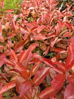 Actie!! Photinia fraseri red Robin, glansmispel 40 cm €2,95, Tuin en Terras, Planten | Struiken en Hagen, Ophalen of Verzenden