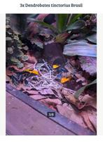 Drie Dendrobates tinctorius Brasil, Dieren en Toebehoren, Reptielen en Amfibieën, Amfibie, 0 tot 2 jaar