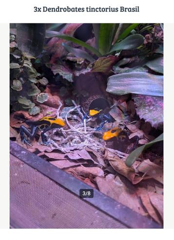 Drie Dendrobates tinctorius Brasil beschikbaar voor biedingen