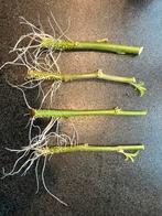 Stekken van de Trompetplant, Overige soorten, Volle zon, Vaste plant, Ophalen of Verzenden