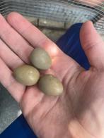 Chinese dwerg kwartel eieren broedeieren/consumptie, Dieren en Toebehoren, Pluimvee, Geslacht onbekend, Overige soorten