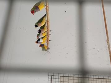 Gouldamadines  beschikbaar voor biedingen