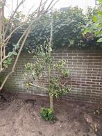 Jonge Perenboom, Overige soorten, Lente, 100 tot 250 cm, Ophalen