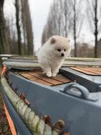 Pomeriaan pups pomeriaan, Particulier, 15 weken tot 1 jaar, Buitenland, Teef