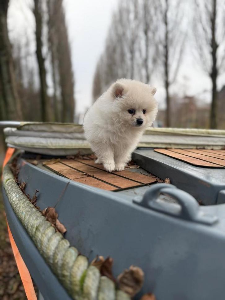 Pomeriaan pups pomeriaan, Dieren en Toebehoren, Honden | Poolhonden, Keeshonden en Oertypen, Teef, Keeshond, Particulier, Eén hond