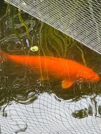 Koi Benigoi 55 cm, Dieren en Toebehoren, Vissen | Vijvervissen, Karper of Koi