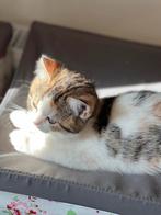 Brits Britse Korthaar Kittens Lapjes 2 Poesjes, Poes, Gechipt, 0 tot 2 jaar