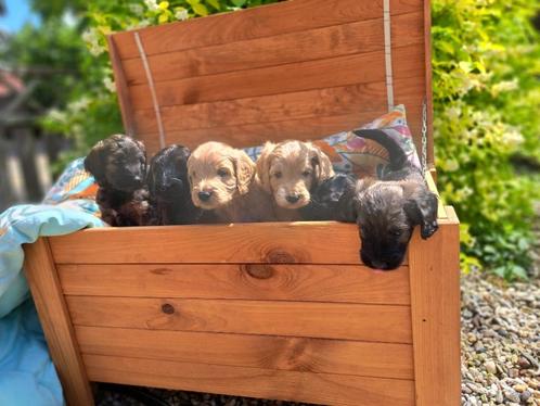 golden doodle pups medium F3, Dieren en Toebehoren, Honden | Niet-rashonden, Middel, Meerdere dieren, Fokker | Professioneel, Meerdere