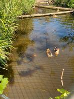 Broedeieren gele boomeenden siereenden, Dieren en Toebehoren, Pluimvee