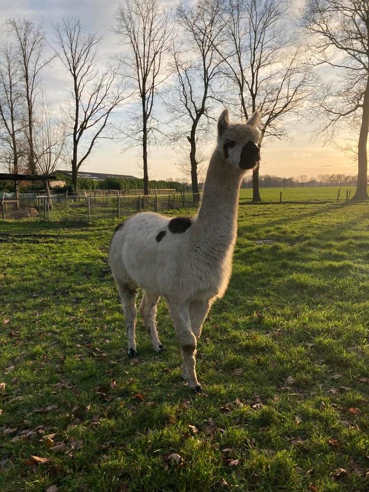 Alpaca hengst zwart/wit, Dieren en Toebehoren, Overige Dieren, Mannelijk, Juni