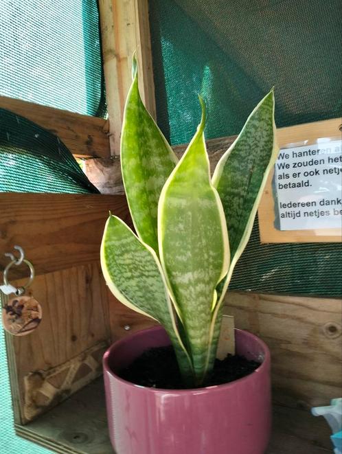 Allerlei kamerplant, vrouwentong, saxifraga , colous etc, Huis en Inrichting, Kamerplanten, Overige soorten, Minder dan 100 cm