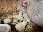 Bevruchte kochin kriel eieren, Dieren en Toebehoren, Pluimvee, Geslacht onbekend, Kip