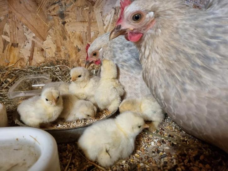 Bevruchte kochin kriel eieren, Dieren en Toebehoren, Pluimvee, Kip, Geslacht onbekend