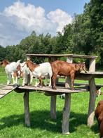 Kalahari Red boergeiten en boerbokjes., Dieren en Toebehoren, Schapen, Geiten en Varkens, Meerdere dieren, Geit, 0 tot 2 jaar