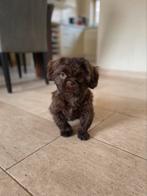Bruine Boomer 1 jaar oud, Rabiës (hondsdolheid), 1 tot 2 jaar, Eén hond, Nederland