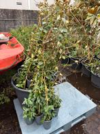 Toscaanse jasmijn kleur wit 2 lengtes 100cm 7,95 -200cm17,95, Ophalen, Volle zon, Vaste plant, Klimplanten