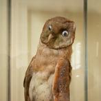 gezocht, GRATIS dode dieren voor verzameling en taxidermy., Verzamelen, Dierenverzamelingen, Ophalen of Verzenden, Overige soorten