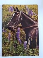 paard paarden kaart Poppverlag, Ophalen, 1980 tot heden, Ongelopen, Paard