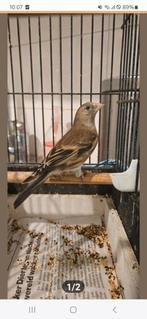 Putter x roodmus 2025, Dieren en Toebehoren, Mannelijk, Wildzangvogel