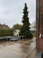 Zeer grote Kerstboom +- 12m (geschat), Tuin en Terras, Ophalen, Volle zon, Overige soorten, 400 cm of meer