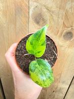 Monstera deliciosa variegata plant lemon lime aurea yellow, Huis en Inrichting, Kamerplanten, Ophalen of Verzenden, Halfschaduw