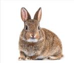 Konijn ab gezocht, Dieren en Toebehoren, Mannelijk