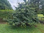 Fantastische Mispel boom - zeer sierlijk / karakteristiek !, Herfst, Overige soorten, 100 tot 250 cm, Ophalen