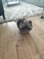 Mini pomeranian/ pomchi teefje, Dieren en Toebehoren, Honden | Chihuahua's en Gezelschapshonden, CDV (hondenziekte), Overige rassen