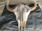 Buffel schedel polystone 64 cm, Ophalen of Verzenden, Zo goed als nieuw