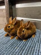 Dwerg castorex, rex, Dieren en Toebehoren, Meerdere dieren, Dwerg