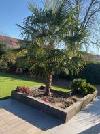 Palmboom Trachycarpus Fortunei (Chinese waaierpalm), 100 tot 250 cm, Zomer, Palmboom, Ophalen
