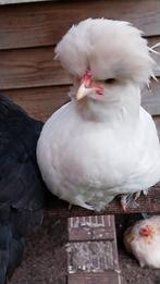 Padua haantjes., Dieren en Toebehoren, Pluimvee, Mannelijk, Kip