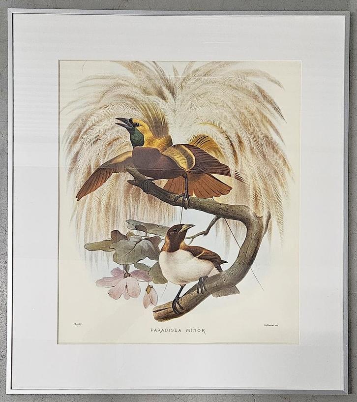 Joseph Smit (1836 - 1929) naar lithografie vogels, Antiek en Kunst, Kunst | Litho's en Zeefdrukken, Ophalen