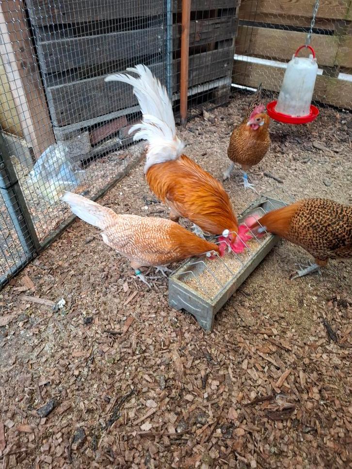 Friese hoen koppeltje, Dieren en Toebehoren, Pluimvee, Kip, Meerdere dieren