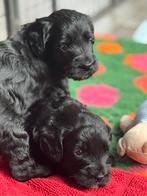 Medium Australian Labradoodle met afstammingsbewijs., Dieren en Toebehoren, Overige rassen, CDV (hondenziekte), 8 tot 15 weken