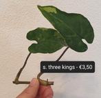 Syngonium three kings stekken van €3,50 en €4,-, Overige soorten, Minder dan 100 cm, Ophalen of Verzenden, Halfschaduw