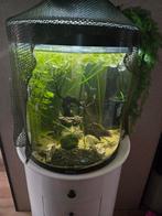 60 liter aquarium van Tetra, Ophalen, Zo goed als nieuw, Gevuld zoetwateraquarium