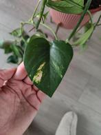 Epipremnum aureum (drakenklimop) stekjes, Overige soorten, Minder dan 100 cm, Groene kamerplant, Halfschaduw