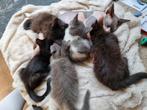 Sphynx X Noorse Boskat kittens, Meerdere dieren, Langharig, 0 tot 2 jaar