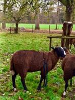 Dek-ram, stamboek + UBN nummer, Dieren en Toebehoren, Schapen, Geiten en Varkens, Mannelijk, Schaap, 0 tot 2 jaar