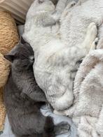 Britse korthaar zwanger ! Verwacht in augustus, Poes, Ontwormd