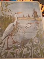 Leuk boek 1906 alle plaatjes keurig, Antiek en Kunst, Antiek | Boeken en Bijbels, Ophalen of Verzenden