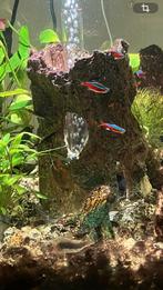 Biorb  cube aquarium 60 ltr. Transparant, Ophalen, Zo goed als nieuw, Gevuld zoetwateraquarium