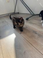 Kitten, Dieren en Toebehoren, Meerdere dieren