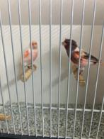mooi koppel harlekijnkanaries 2025, Meerdere dieren, Kleurkanarie