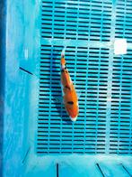 Sanke koi, Dieren en Toebehoren, Vissen | Vijvervissen, Karper of Koi