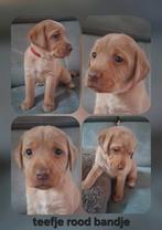Prachtige donker blond/red fox labrador pups., Dieren en Toebehoren, Honden | Retrievers, Spaniëls en Waterhonden, 8 tot 15 weken