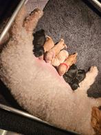 Mini labradoodle pups, CDV (hondenziekte), Overige rassen, 8 tot 15 weken, Meerdere