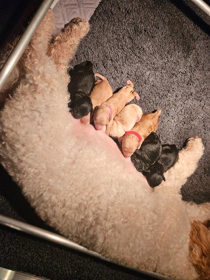 Mini labradoodle pups, Dieren en Toebehoren, Honden | Chihuahua's en Gezelschapshonden, Meerdere dieren, Overige rassen, Fokker | Hobbymatig